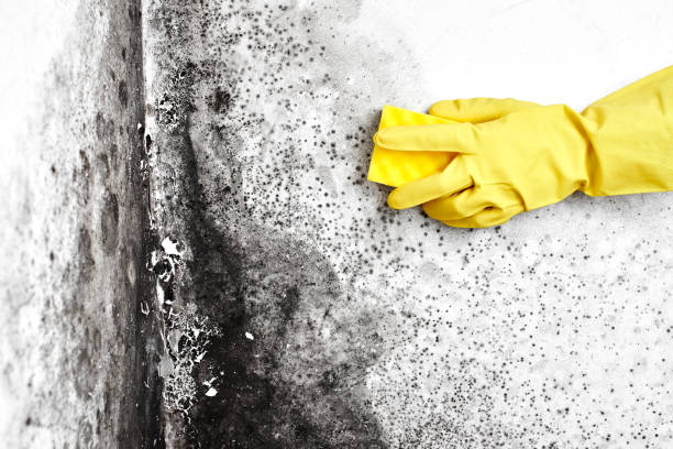 Professional Mold Removal in Bernardsville, NJ