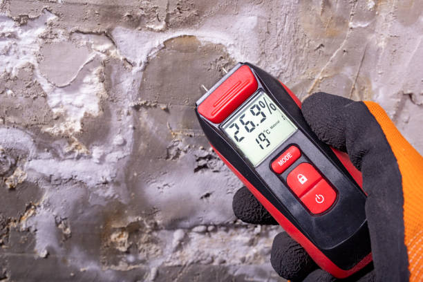Best Mold Damage Repair  in Bernardsville, NJ
