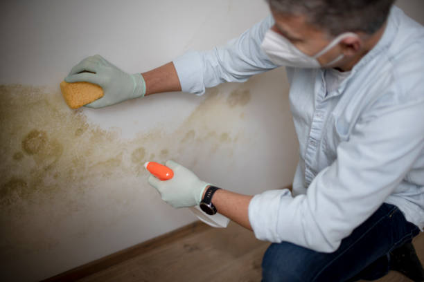 Best Attic Mold Removal  in Bernardsville, NJ