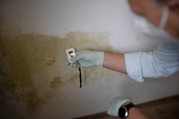 Best Mold Removal and Inspection  in Bernardsville, NJ