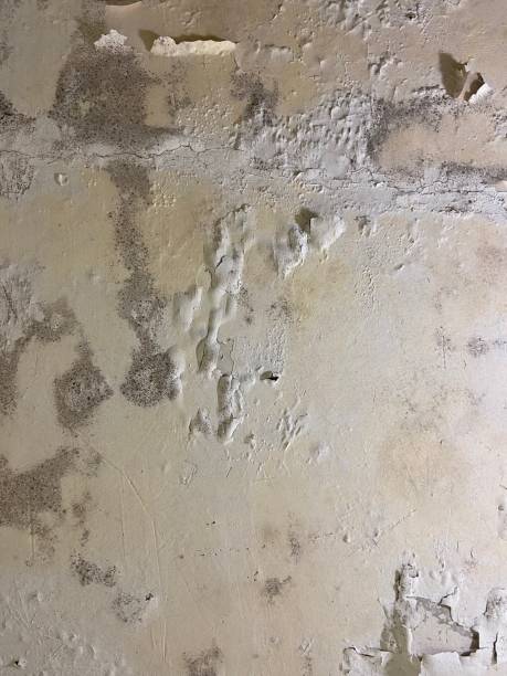 Best Commercial Mold Removal  in Bernardsville, NJ