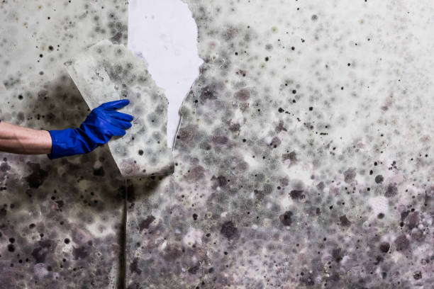 Best Crawl Space Mold Removal  in Bernardsville, NJ